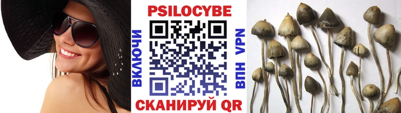 Купить закладки  Гусиноозёрск  Псилоцибиновые грибы Psilocybe 